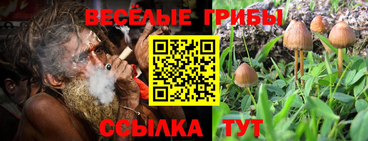 Галлюциногенные грибы Psilocybine cubensis Северобайкальск